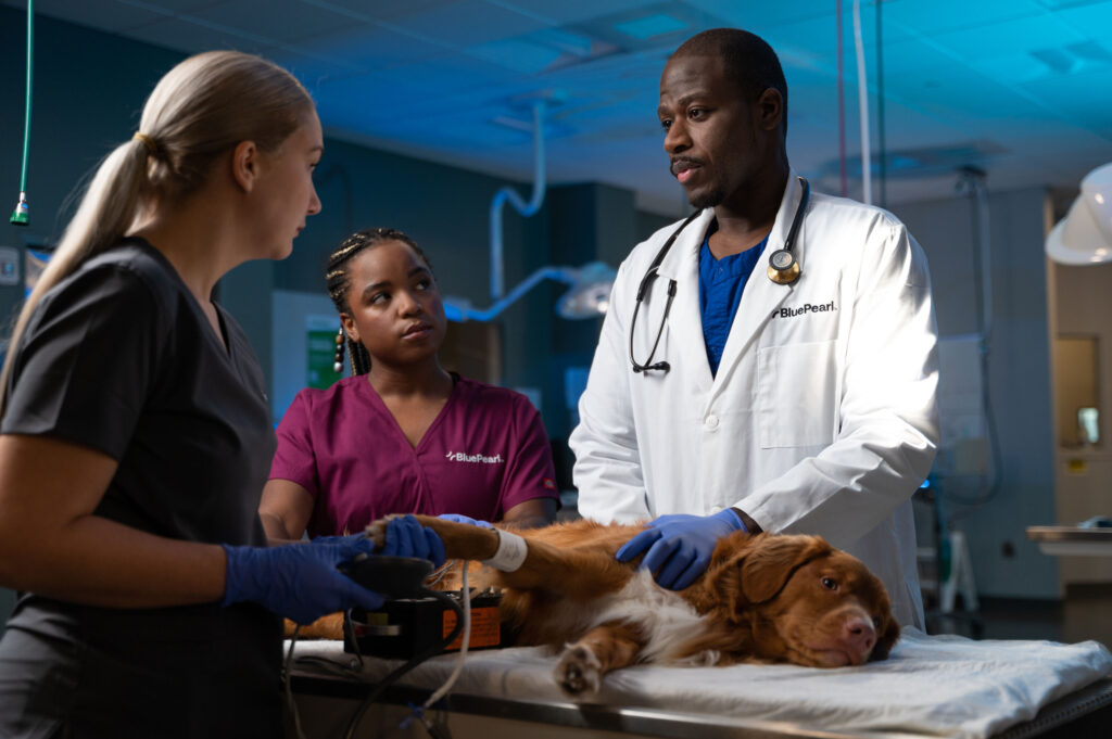 Doctors operating on dog. Image Credit: Blue Pearl Pet Hospital